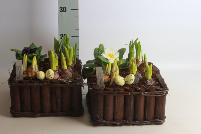 <h4>ARR TUINPLANTEN</h4>