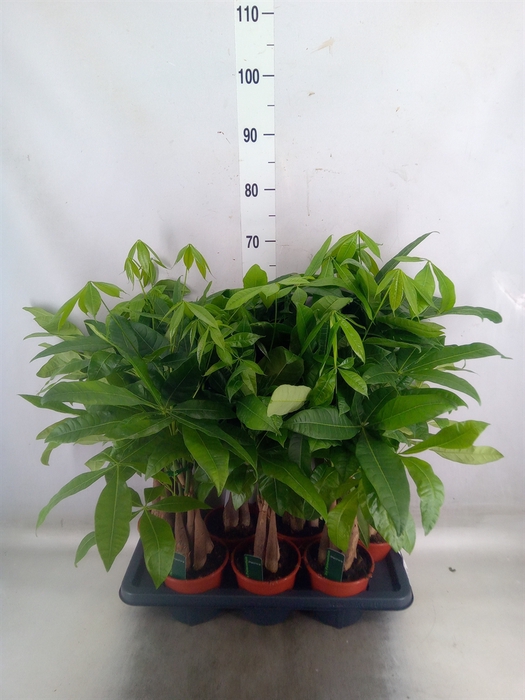 <h4>Pachira aquatica</h4>