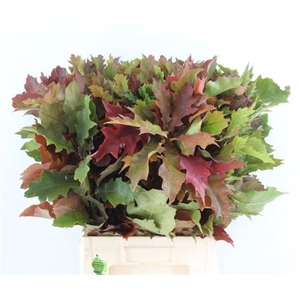 QUERC RUBRA