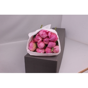 Paeonia Dinner Plate | Heavy Quality