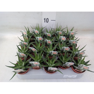 Haworthia fasciata 'Big Band'