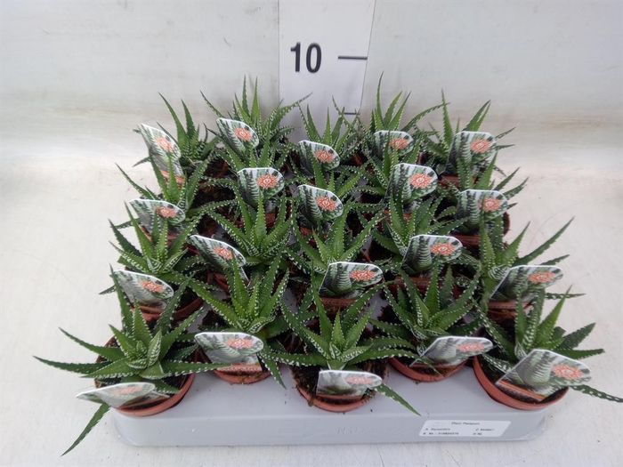 <h4>Haworthia fasciata 'Big Band'</h4>