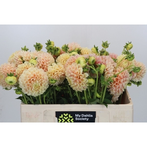 Dahlia BA 'Sweet Suzanne'