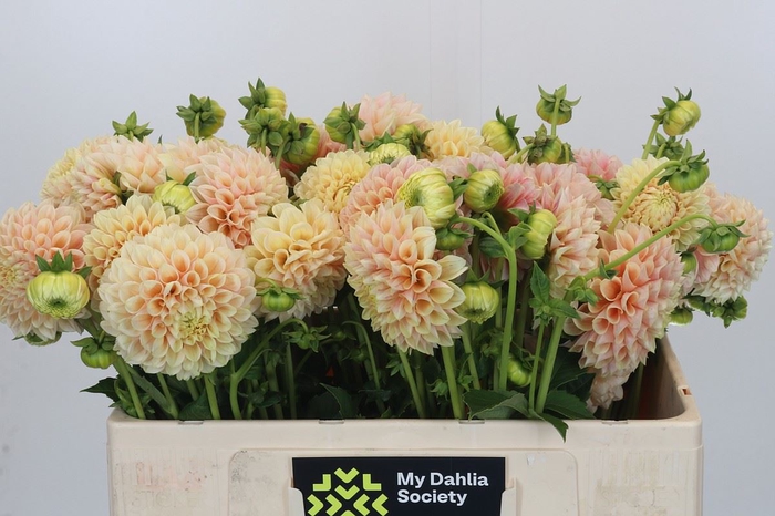 Dahlia BA 'Sweet Suzanne'