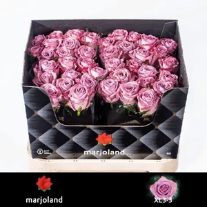 R Gr Nayeli XL Marjoland