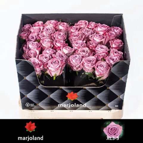 <h4>R Gr Nayeli XL Marjoland</h4>