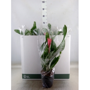 Aechmea fasciata 'Primera'