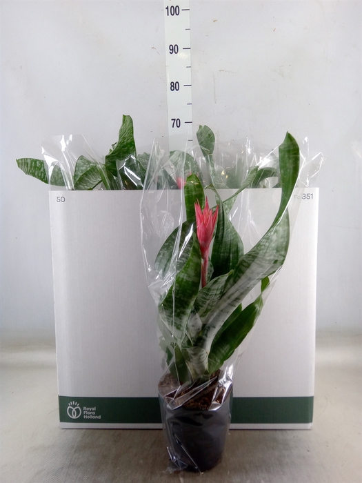 <h4>Aechmea fasciata 'Primera'</h4>