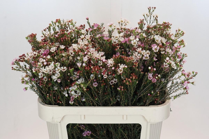 <h4>Chamelaucium Ella</h4>