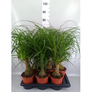 Beaucarnea recurvata
