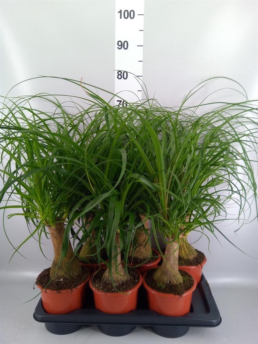 <h4>Beaucarnea recurvata</h4>