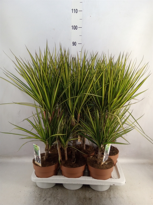 <h4>Dracaena marg. 'Sunray'</h4>