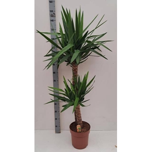 YUCCA