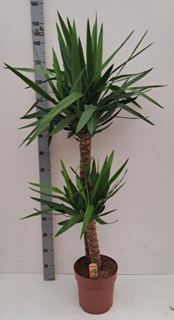 <h4>YUCCA</h4>