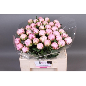 Paeonia Sarah Bernhardt | XXL