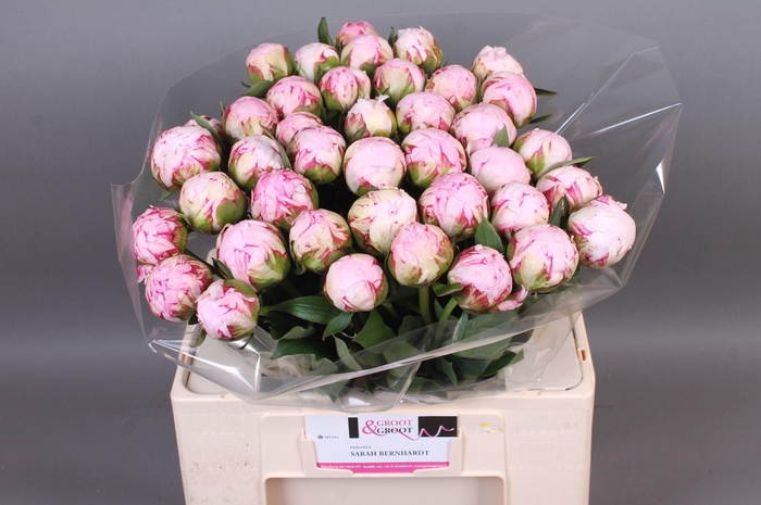 <h4>Paeonia Sarah Bernhardt | XXL</h4>
