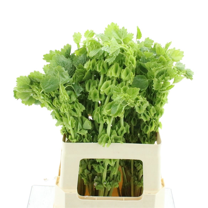 <h4>Moluccella Stuk</h4>