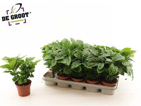 <h4>Coffea Arabica</h4>