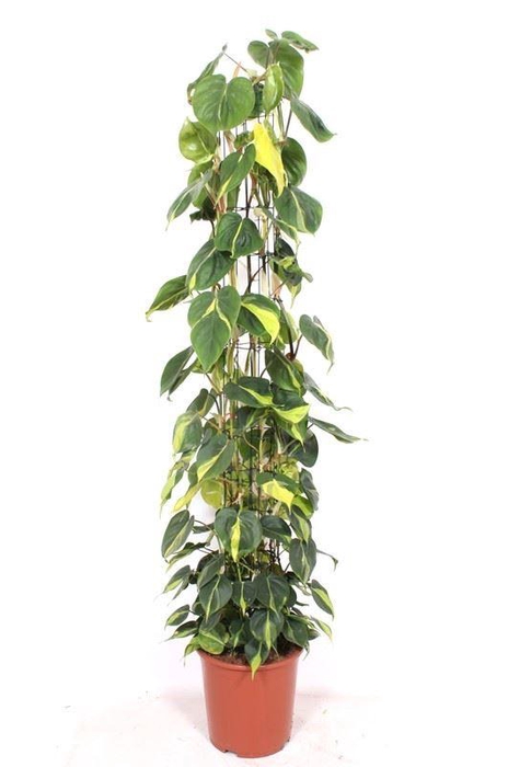 <h4>Philodendron Brasil</h4>