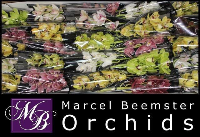 <h4>CYMB MI GEM</h4>