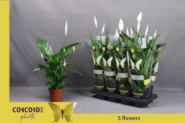 <h4>SPATH SWEET RICARDO</h4>