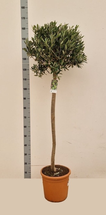 <h4>OLEA EUROPAEA</h4>