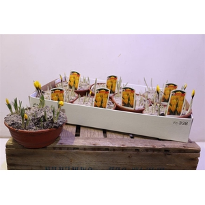 Crocus Yellow In Pot