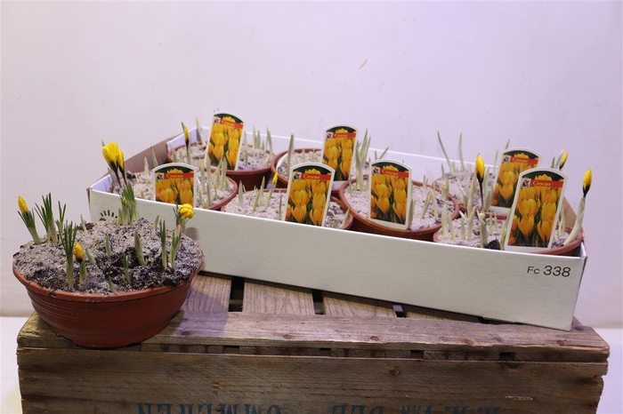 <h4>Crocus Yellow In Pot</h4>