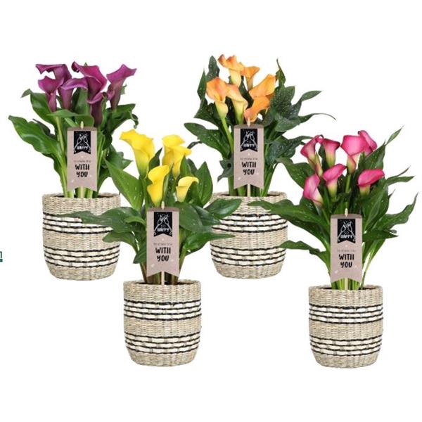 <h4>Zantedeschia gemengd Calla mix in mand Nairobi</h4>