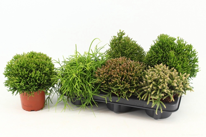 <h4>RHIPSALIS GEM</h4>