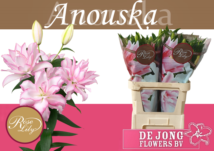 <h4>LI OR DU ANOUSKA</h4>