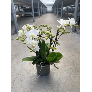 Botanico Sandra 10,5