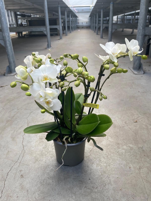 <h4>Botanico Sandra 10,5</h4>