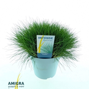 Festuca gautieri AmiGreen®