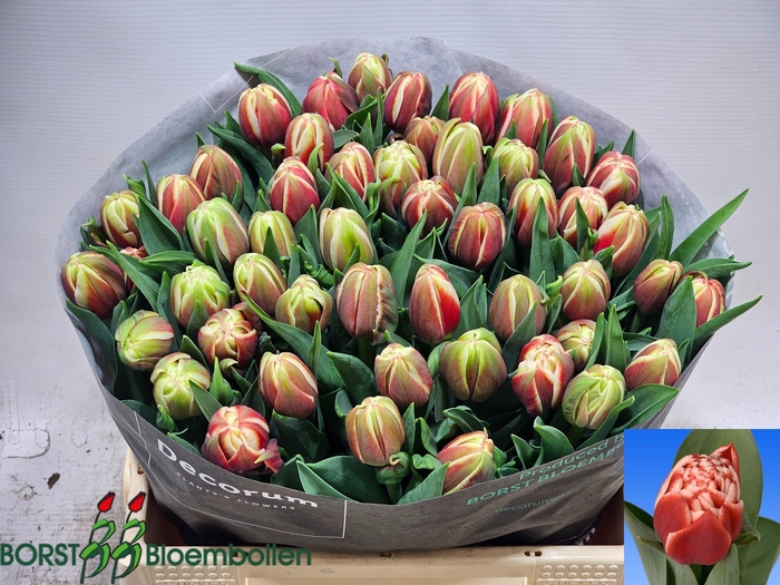 <h4>TU DU EVERTON</h4>