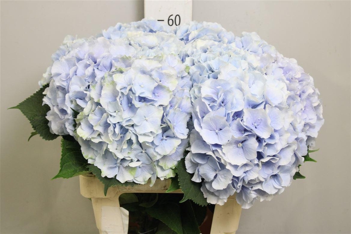 <h4>Hydr M Verena Bl</h4>