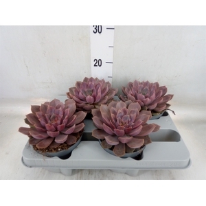 Echeveria   ...
