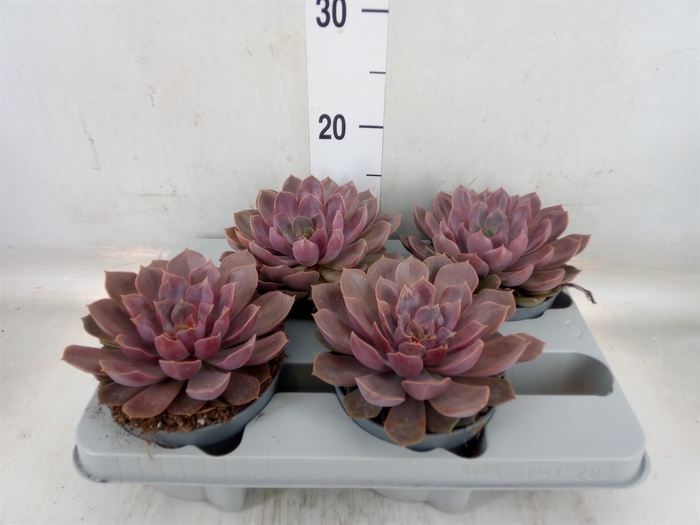 <h4>Echeveria   ...</h4>