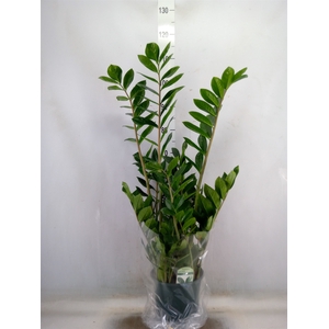 Zamioculcas zamiifolia