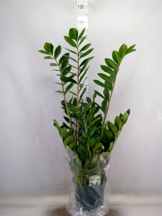 <h4>Zamioculcas zamiifolia</h4>