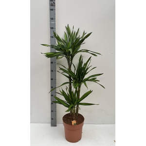 DRA FRAG RIKI