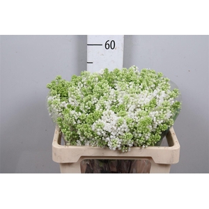 Syr V Mme Fl Stepman 4+