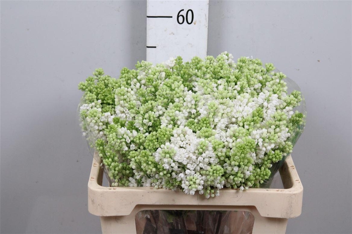 <h4>Syr V Mme Fl Stepman 2+</h4>