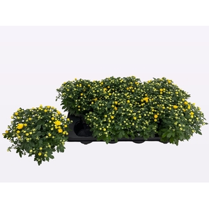 CHRY PARAD YELLOW
