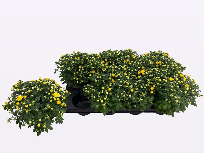 <h4>CHRY PARAD YELLOW</h4>