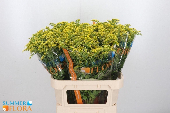 <h4>SOLI GOLDEN GLORY</h4>