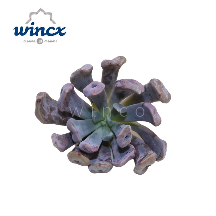 <h4>Graptoveria Lilac Spoons Cutflower</h4>