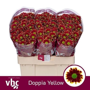 Chr San Doppia Yellow