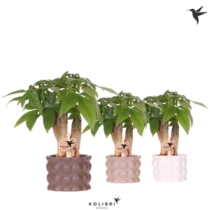 Kolibri Greens Pachira in Cotton pot sand mix
