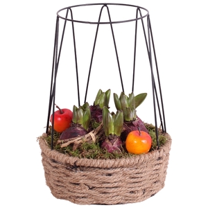 Bulbs Winter Arr. Hyacint Metal Frametower Rope pot Round 21 3PP